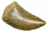 Serrated Raptor Tooth - Real Dinosaur Tooth #364875-1